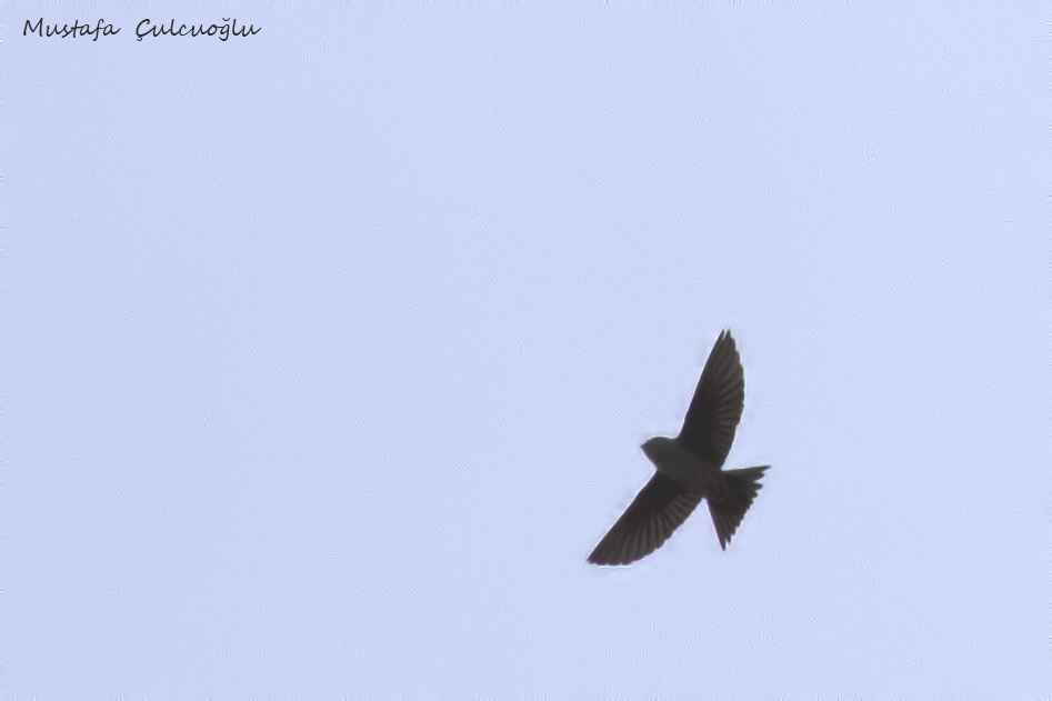 Eurasian Crag-Martin